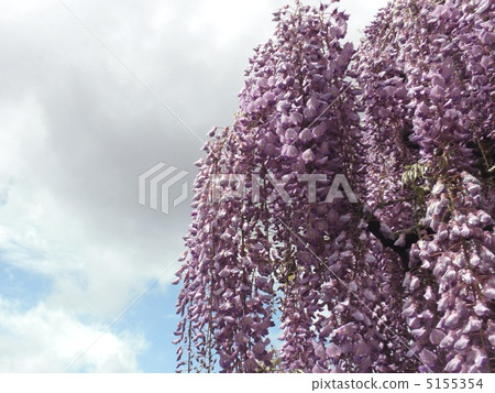 Look up at the wisteria Look up at the wisteria 5155354