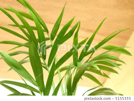 Warmth of Kenchai palm Warmth of Kenchai palm 5155355