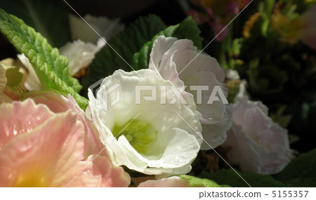 花點亮 花點亮 5155357