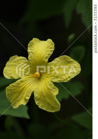 植物花 植物花 5155393