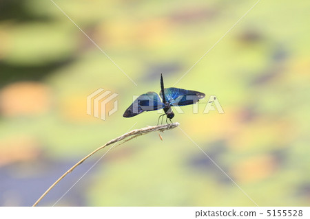 蝴蝶蜻蜓 5155528