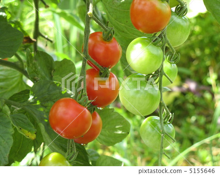 Petit tomato 01 5155646