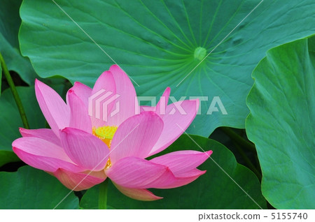 Ancient lotus of Hara City swamp Ancient lotus of Hara City swamp 5155740