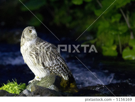 Shimous owl Shimous owl 5156169