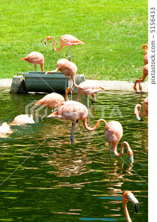 Pink lamingoes on the bright summer day Pink lamingoes on the bright summer day 5156433