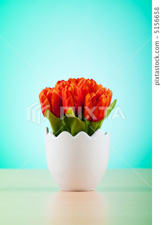 Colorful tulip flowers in the white pot Colorful tulip flowers in the white pot 5156658