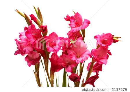 Red gladiolus isolated on the white background 5157679