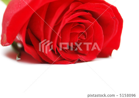 Red rose isolated on the white background Red rose isolated on the white background 5158096
