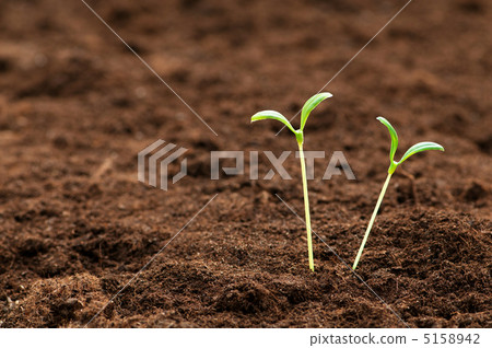 Green seedling illustrating concept of new life 5158942