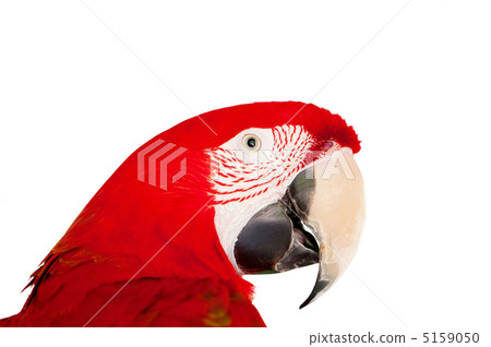 Colourful parrot bird sitting on the perch 5159050