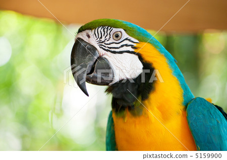 Colourful parrot bird sitting on the perch Colourful parrot bird sitting on the perch 5159900