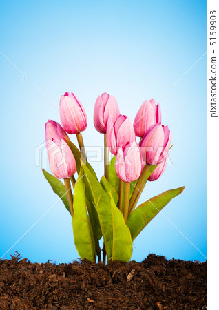 Colourful tulip flowers growing in the soil Colourful tulip flowers growing in the soil 5159903