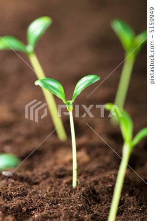 Green seedling illustrating concept of new life Green seedling illustrating concept of new life 5159949