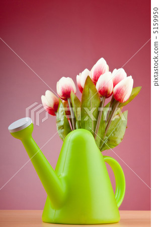 Gardening concept - Tulips and watering can 5159950
