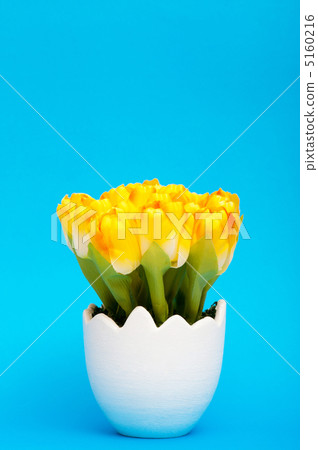 Colorful tulip flowers in the white pot 5160216