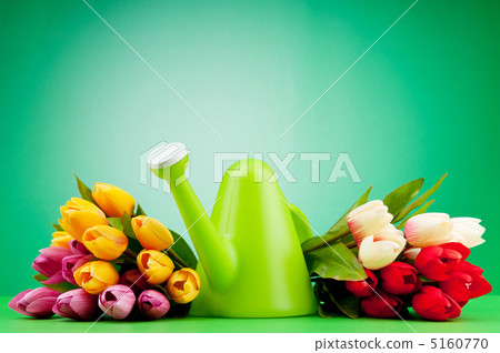Gardening concept - Tulips and watering can 5160770