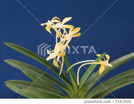 Futsukiran盆景名黃賽 5161826