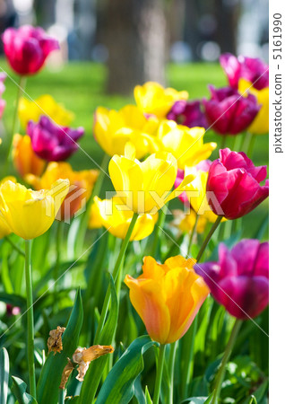 Many tulips in the park Many tulips in the park 5161990