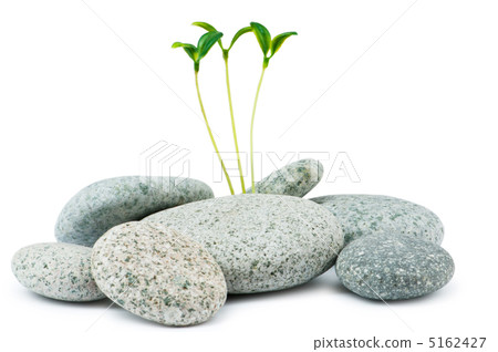 Pebbles and seedlings - alternative medicine concept 5162427