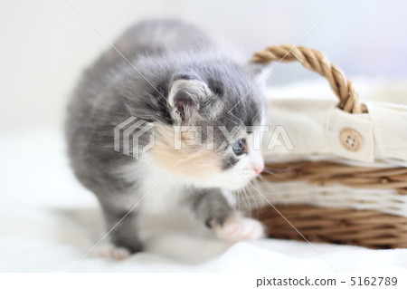 Kitten walking around the basket Kitten walking around the basket 5162789