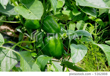 Fruit of green pepper green pepper 5162808