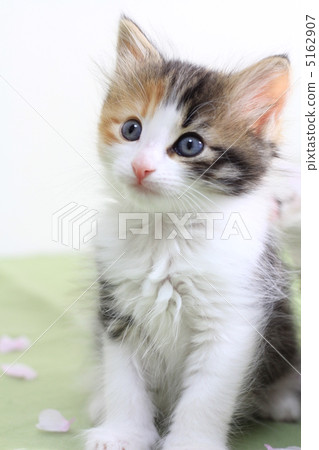 A gaze of a tricaric cat A gaze of a tricaric cat 5162907