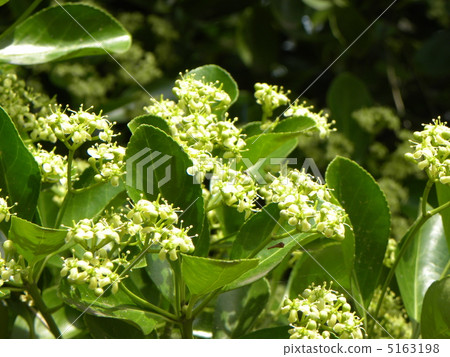 Masaki的黃綠色花朵將在秋季成為美麗的水果 Masaki的黃綠色花朵將在秋季成為美麗的水果 5163198