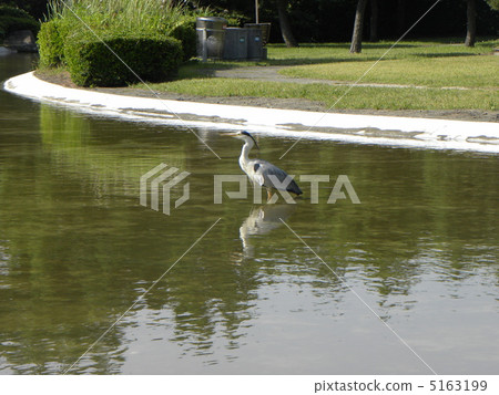 Ao-sama回到Inagihama Park 1的池塘 5163199