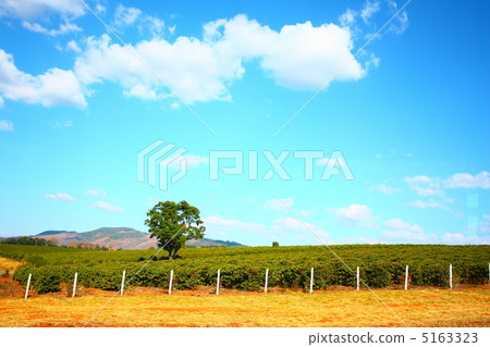 Brazilian coffee plantation 5163323