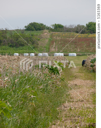 牧場 5163369