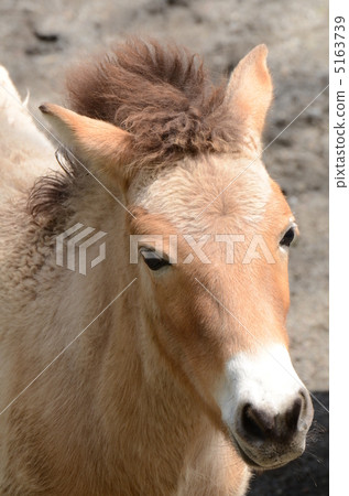 Przewalski's horse_5 5163739