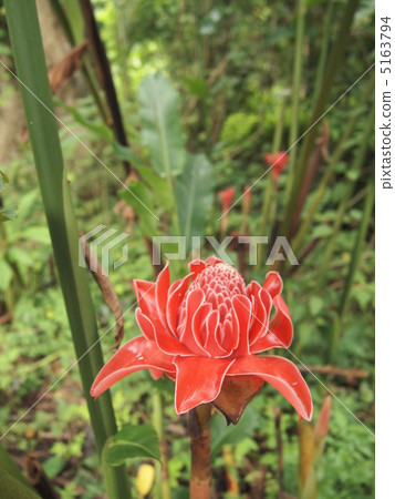 熱帶花卉 5163794