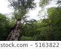 Jomon cedar 5163822