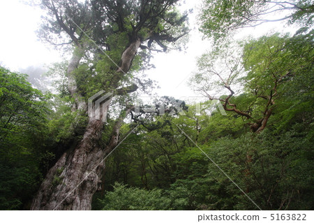 Jomon cedar 5163822