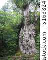 Jomon cedar 5163824