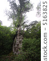 Jomon cedar 5163825