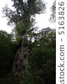 Jomon cedar 5163826