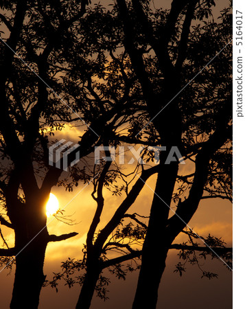 Sunset and tree 5164017