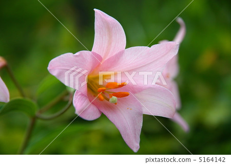 小百合姬 小百合姬 5164142