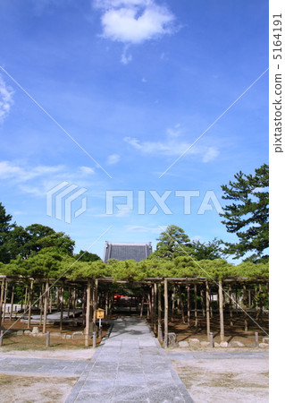 600年的影子鬆(國家天然寶藏) 600年的影子鬆(國家天然寶藏) 5164191