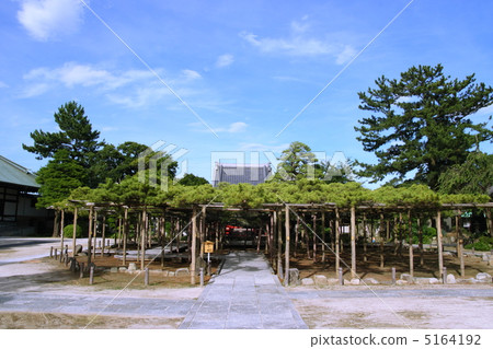 600年的影子鬆(國家天然寶藏) 600年的影子鬆(國家天然寶藏) 5164192