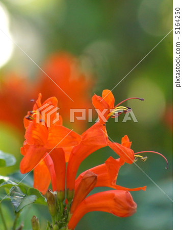 鯊魚的牛蛙 5164250