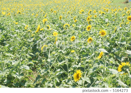 sunflower sunflower 5164273