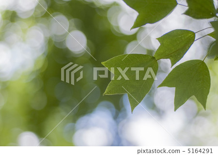 Leaves of Toukaede 5164291