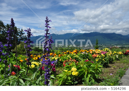 Blue salvia 5164296