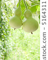 Twin Blue Gourd 5164311