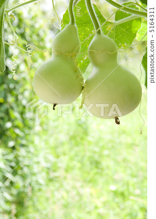 雙藍葫蘆 雙藍葫蘆 5164311