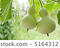 Twin Blue Gourd 5164312