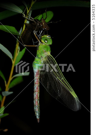 杜松子酒的出現 5164335