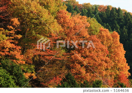 Autumn leaves of Masamaru Pass 5164636